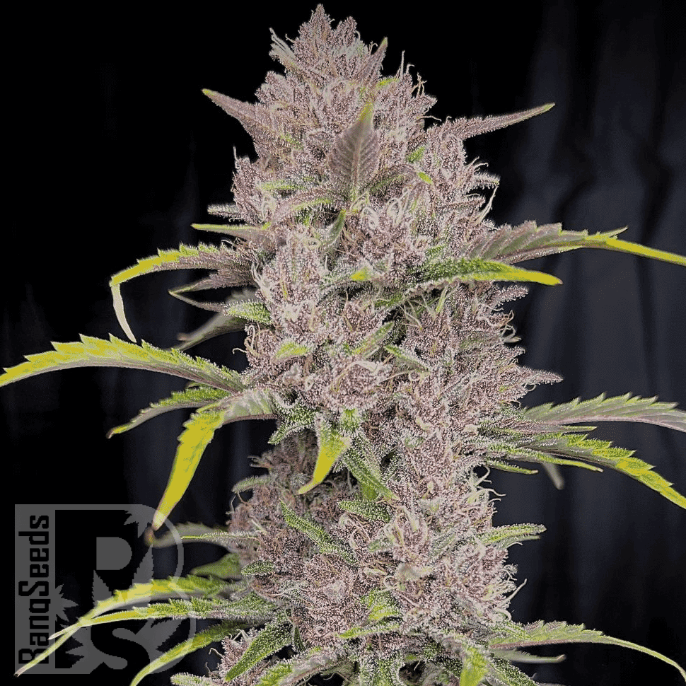 Семена конопли  Auto Purple Sunset feminised Ganja Seeds