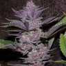 Семена конопли  Auto Purple Sunset feminised Ganja Seeds