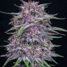 Семена конопли  Auto Purple Sunset feminised Ganja Seeds