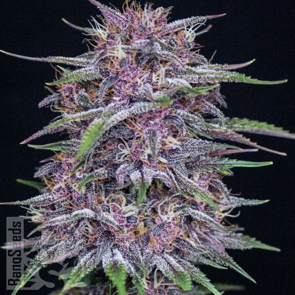 Семена конопли  Auto Purple Sunset feminised Ganja Seeds