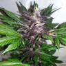 Auto Purple Punch feminised Ganja Seeds