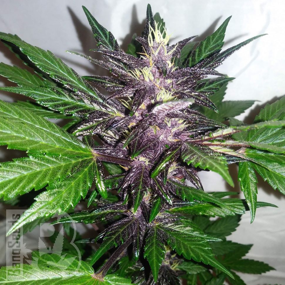 Auto Purple Punch feminised Ganja Seeds