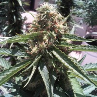 Passion #1 feminised Ganja Seeds