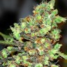 Семена  G13 Skunk feminised Ganja Seeds
