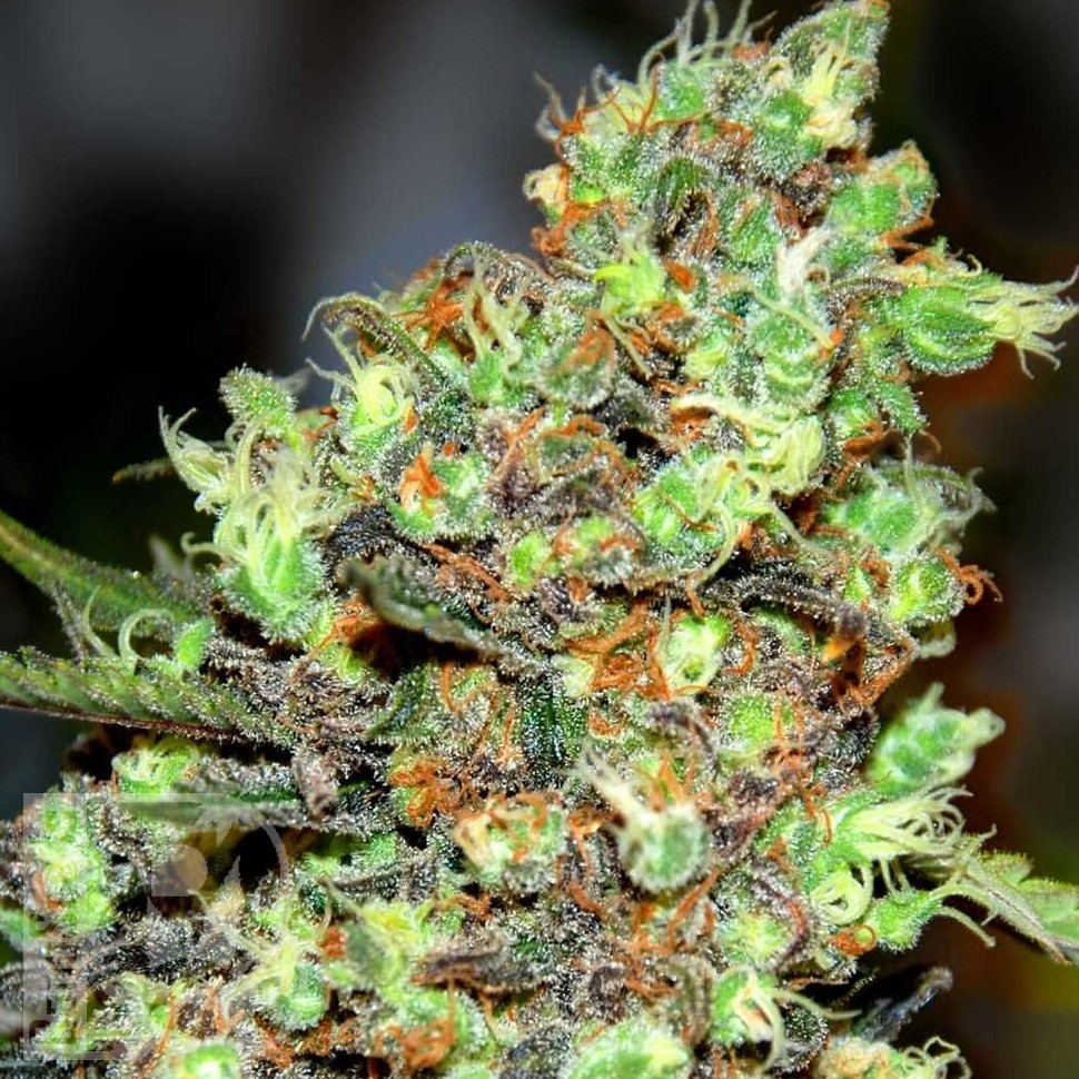 Семена  G13 Skunk feminised Ganja Seeds