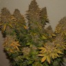 Семена  G13 Skunk feminised Ganja Seeds