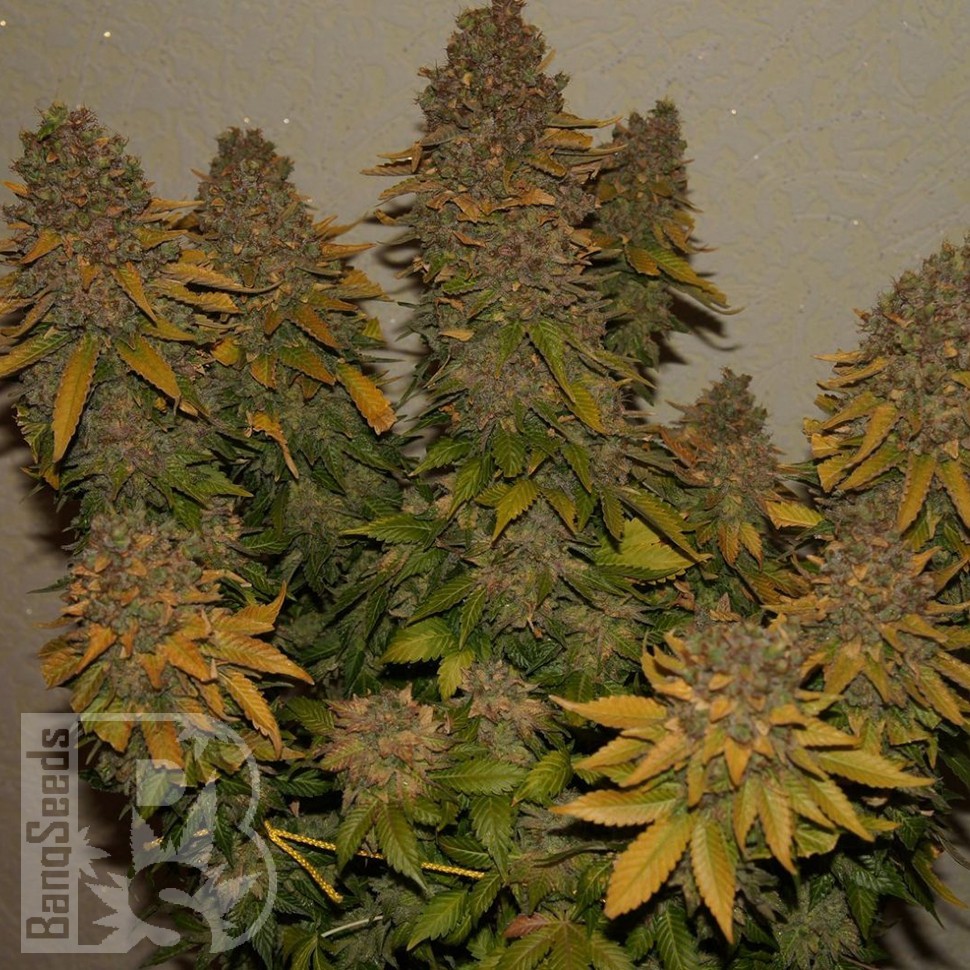 Семена  G13 Skunk feminised Ganja Seeds
