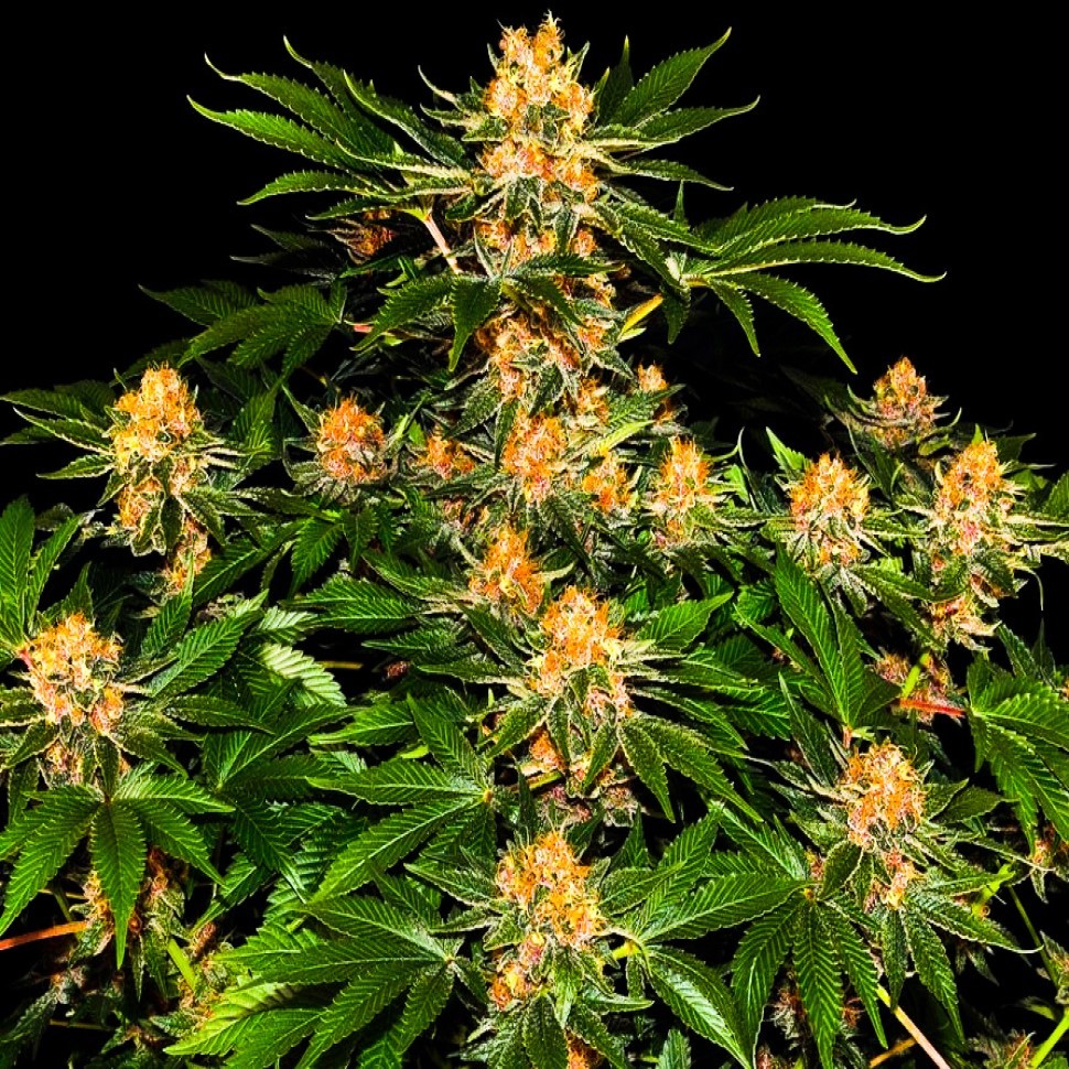 Семена марихуаны  Purple Punch feminised Ganja Seeds