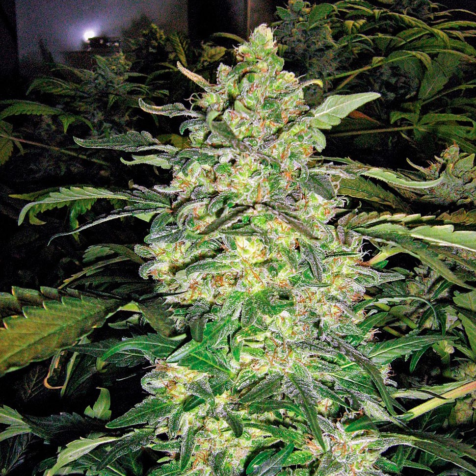 Семена ганжа  Great White Shark feminised Ganja Seeds
