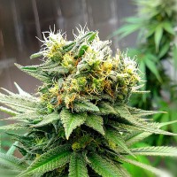 Auto Turgai feminised Bang Seeds