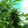 заказать семена конопли почтой Auto Turgai feminised
