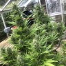 Семена ганжа  Auto Turgai feminised Bang Seeds