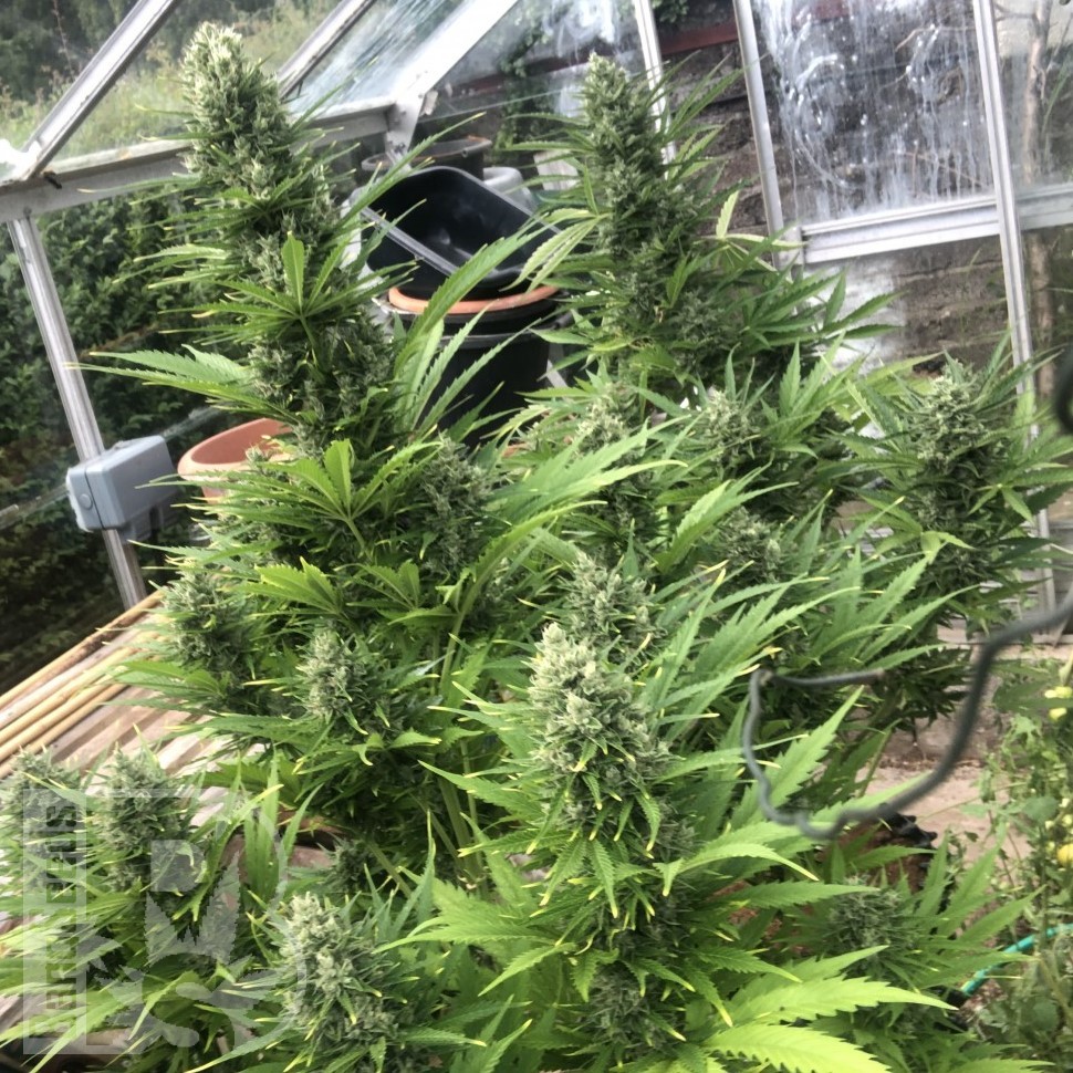 Семена ганжа  Auto Turgai feminised Bang Seeds