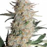 Семена ганжа  Auto Turgai feminised Bang Seeds