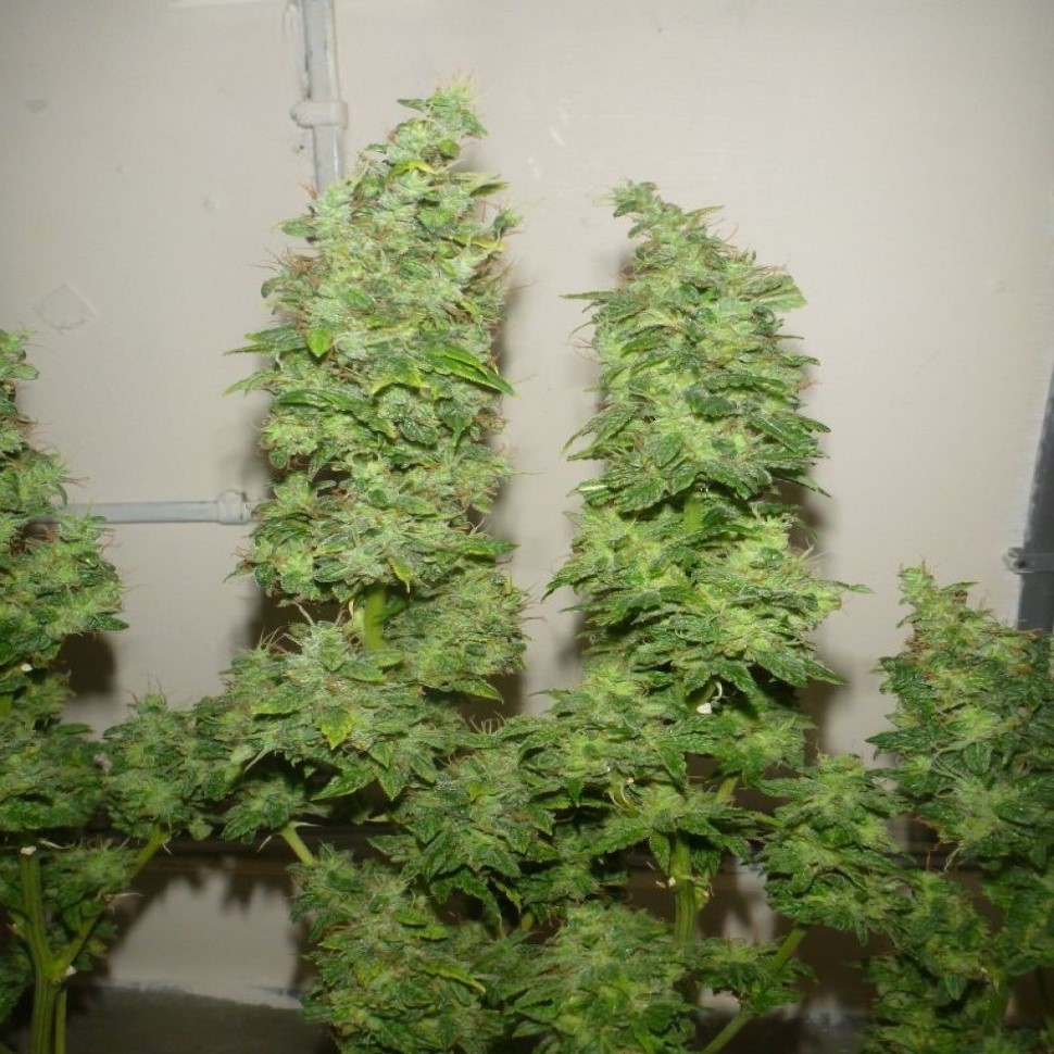 Семена ганжа  Tangerine Dream feminised Ganja Seeds