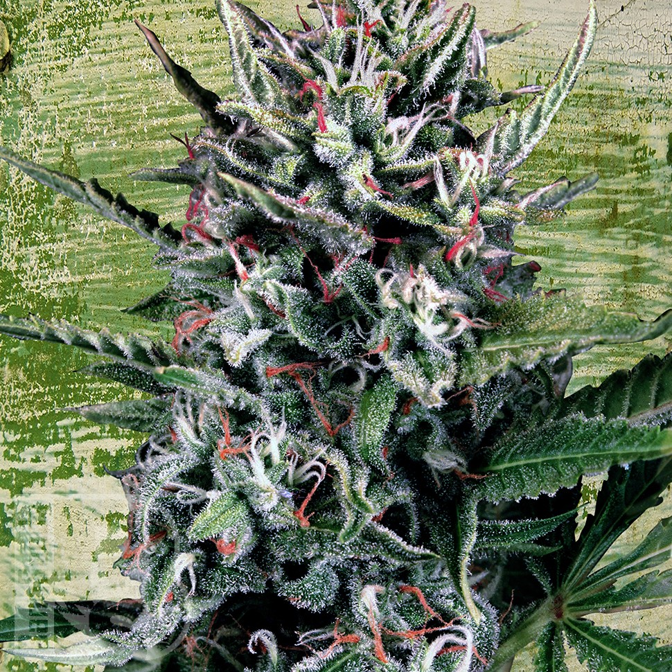 Семена ганжа  Auto Silver Bullet feminised Ganja Seeds