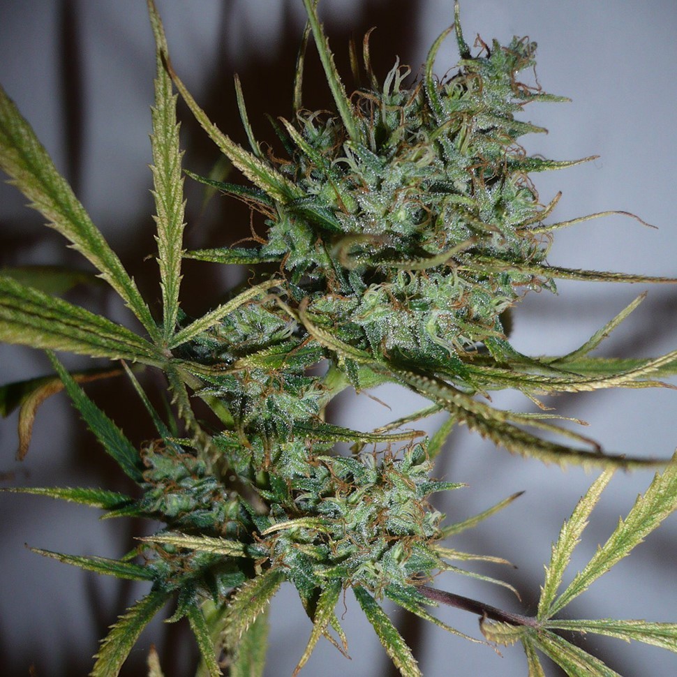 Семена конопли  Top 44 feminised Ganja Seeds
