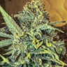 Семена конопли  Top 44 feminised Ganja Seeds
