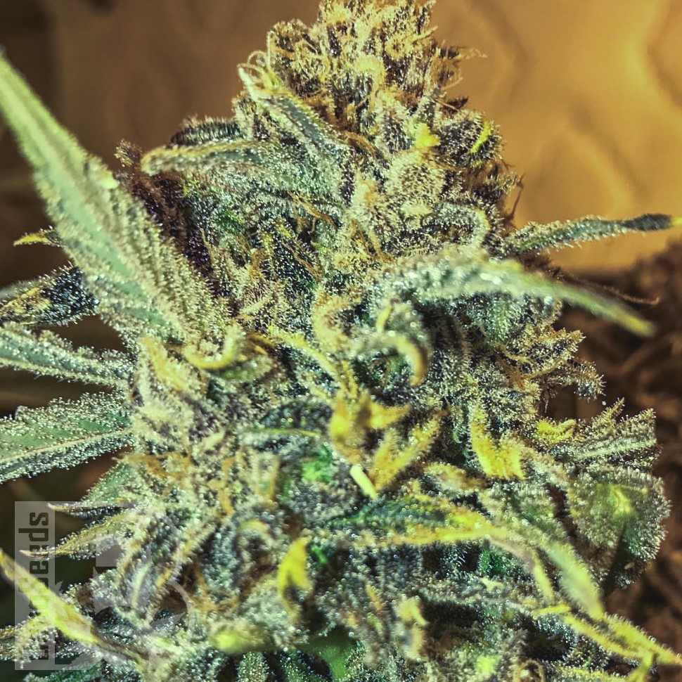 Семена конопли  Top 44 feminised Ganja Seeds