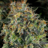 Семена конопли  Top 44 feminised Ganja Seeds