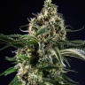 Семена конопли  Top 44 feminised Ganja Seeds