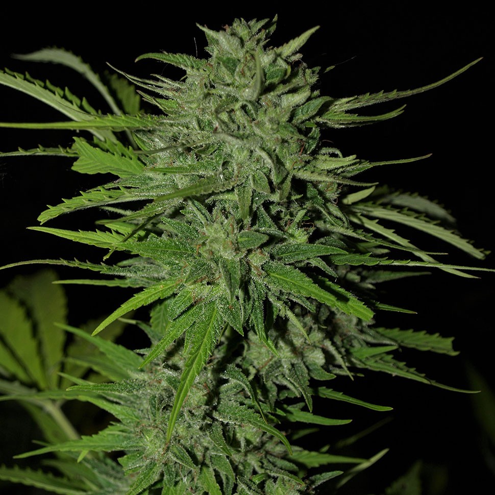 Семена ганжа  Auto Ungurtas feminised Bang Seeds