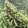 Семена ганжа  Auto Ungurtas feminised Bang Seeds