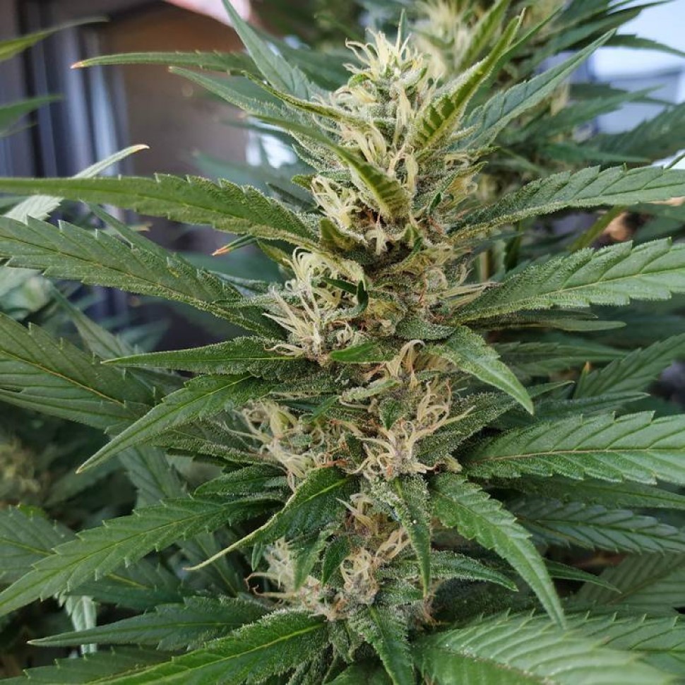 Семена  S.A.D. (Sweet Afgani Delicious) feminised Ganja Seeds Fast Version