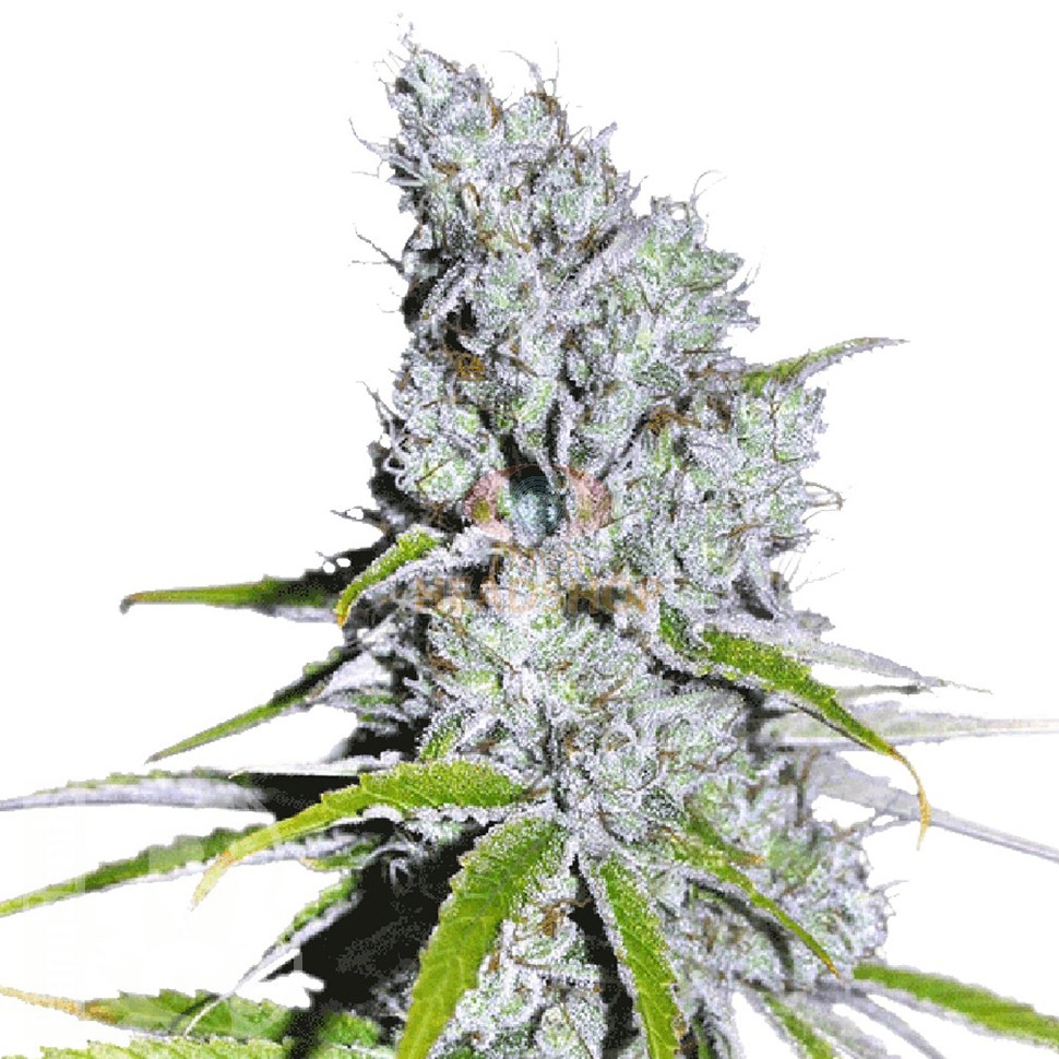 Семена конопли  Auto Skunk Haze feminised Ganja Seeds