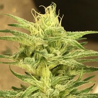 Satori feminised Ganja Seeds