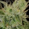 Семена  Satori feminised Ganja Seeds