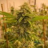 Семена  Satori feminised Ganja Seeds