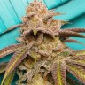 Семена  Satori feminised Ganja Seeds