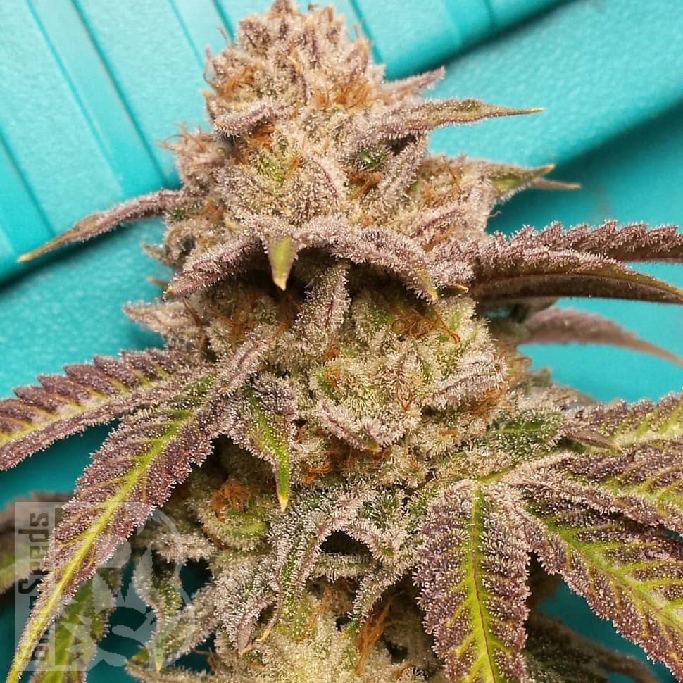 Семена  Satori feminised Ganja Seeds