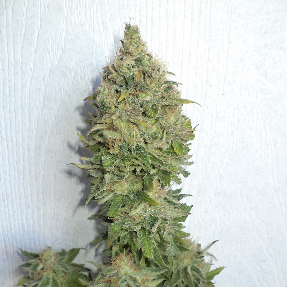 Семена марихуаны  Auto Mamba Negra feminised Ganja Seeds