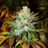 Семена марихуаны  Auto Mamba Negra feminised Ganja Seeds