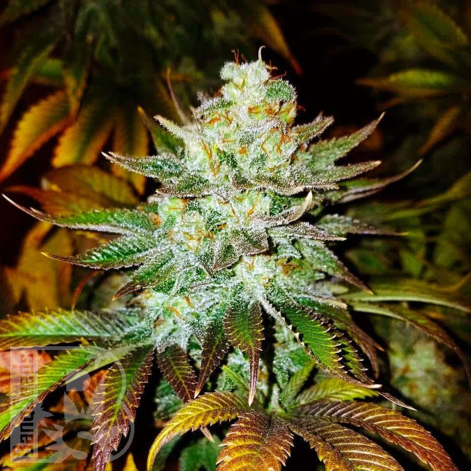 Семена марихуаны  Auto Mamba Negra feminised Ganja Seeds