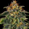 Семена марихуаны  Auto Mamba Negra feminised Ganja Seeds