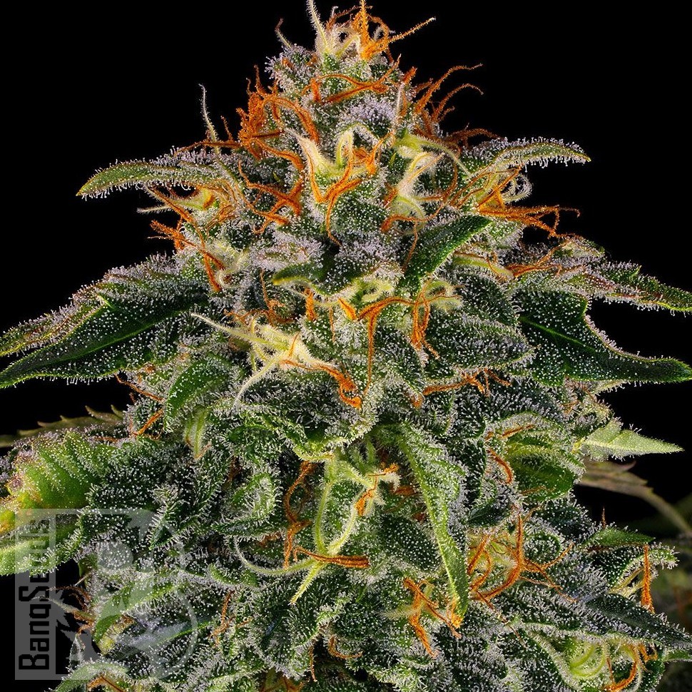 Семена марихуаны  Auto Mamba Negra feminised Ganja Seeds