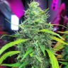 Семена марихуаны  Auto Mamba Negra feminised Ganja Seeds