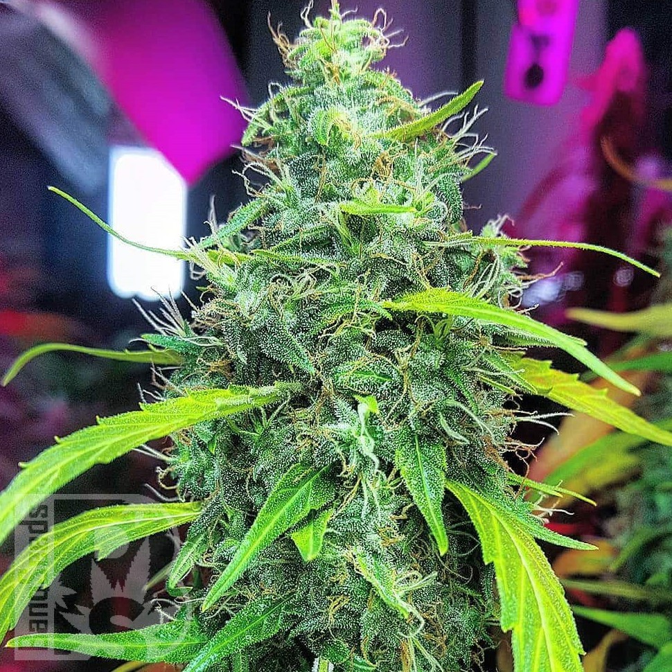 Семена марихуаны  Auto Mamba Negra feminised Ganja Seeds