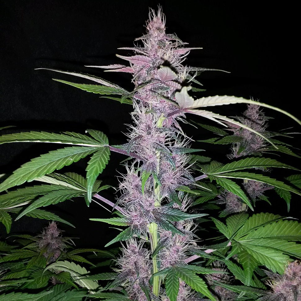 Семена конопли  Auto Zaisan feminised Bang Seeds