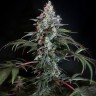 Семена конопли  Auto Zaisan feminised Bang Seeds