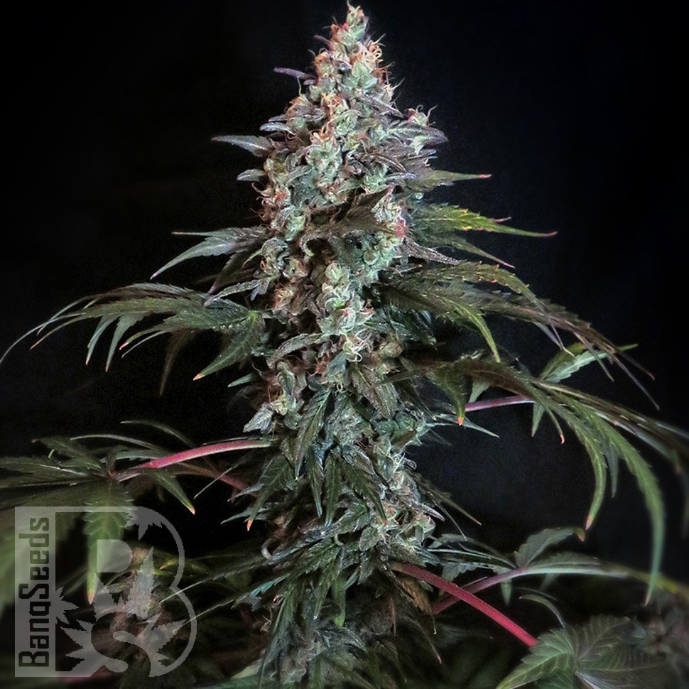 Семена конопли  Auto Zaisan feminised Bang Seeds