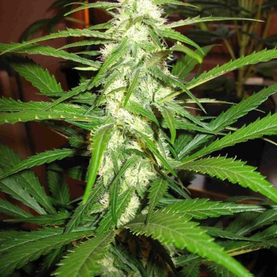 Семена  Sugar Black Rose feminised Ganja Seeds Fast Version