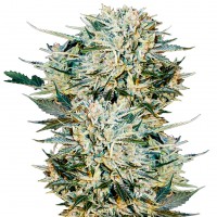 Auto Sugar GOM feminised Ganja Seeds