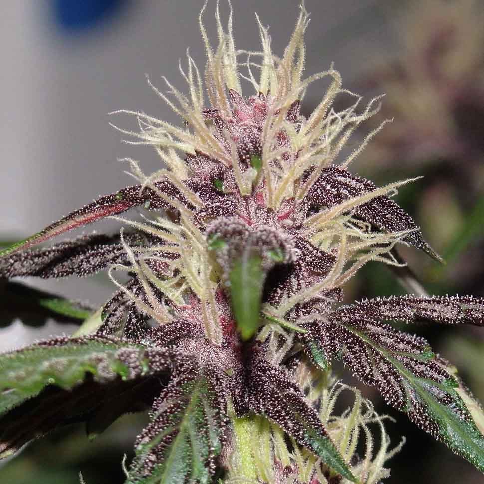 Семена марихуаны  Auto Purple Mazar regular Ganja Seeds