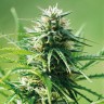 заказать хорошие семена конопли Alatau feminised