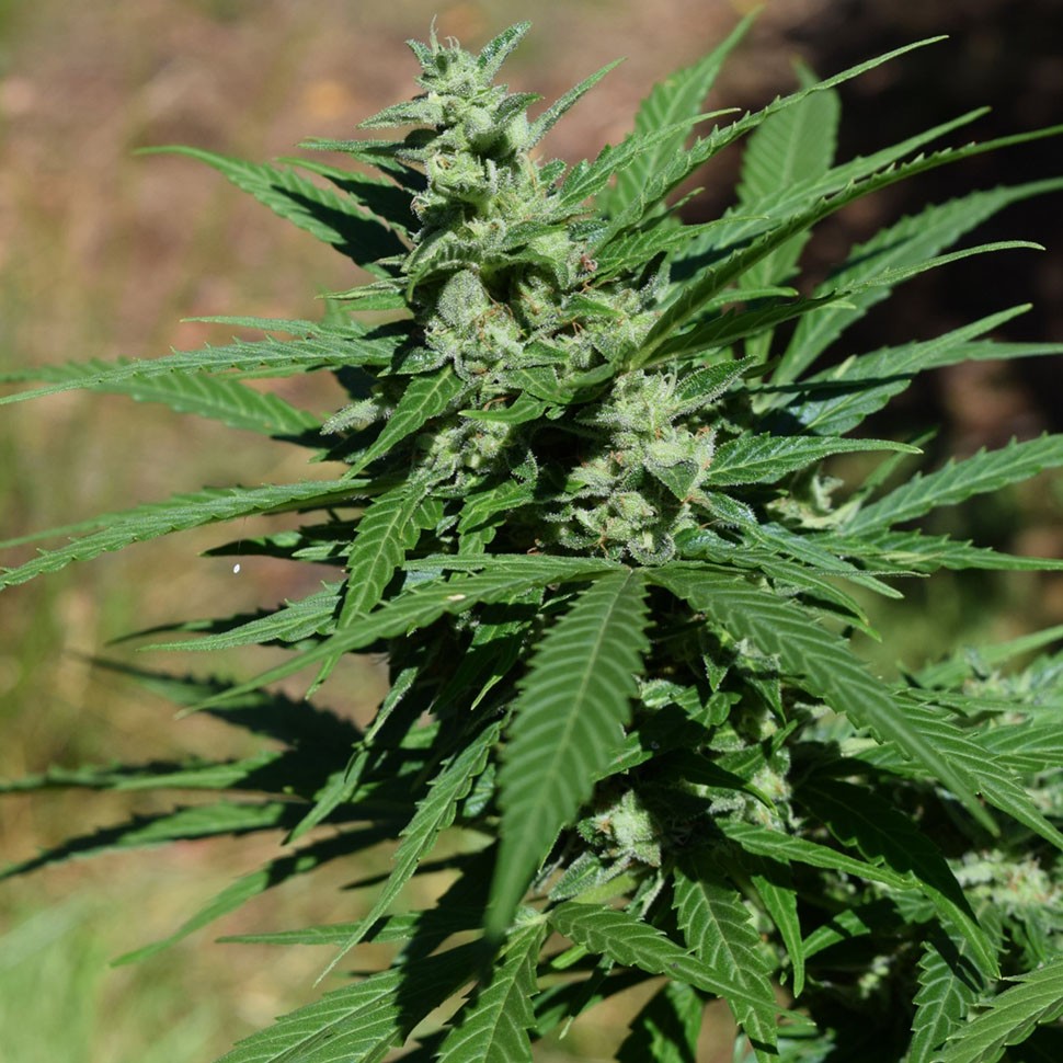 конопля семена сорта заказать Alatau feminised