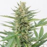 Семена конопли  Alatau feminised Bang Seeds